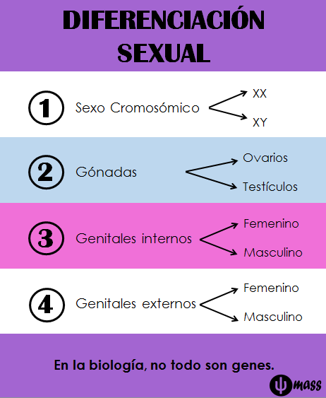 Diferenciación sexual